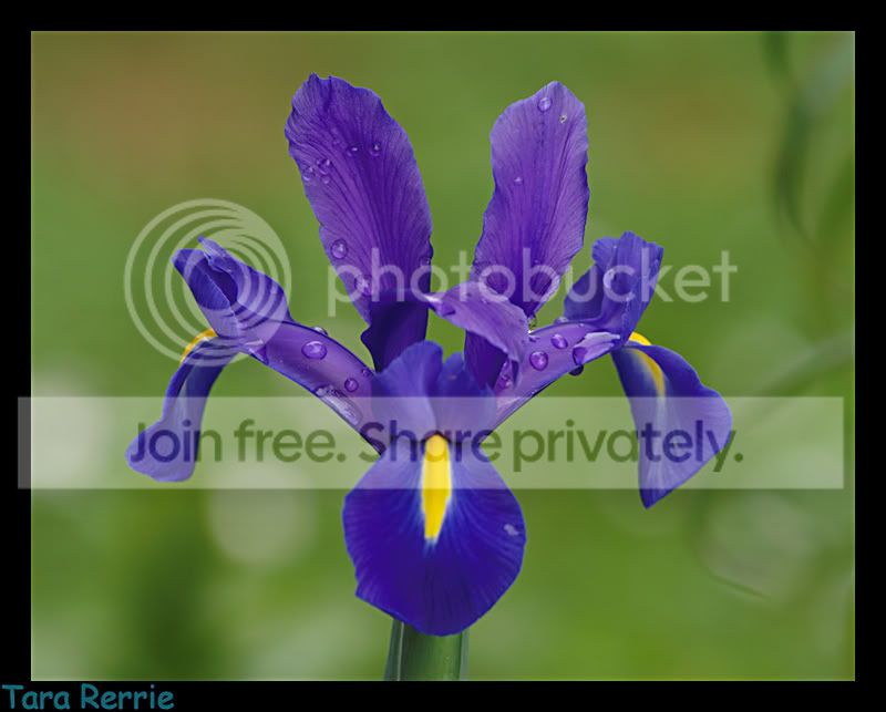 Bluedutchiris1.jpg