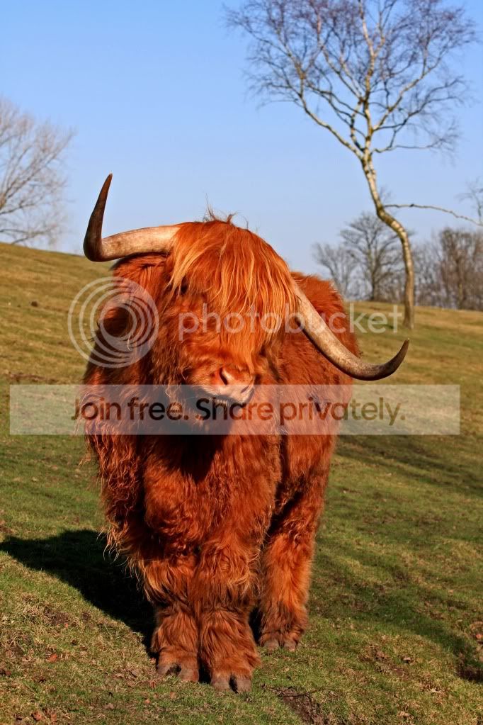 HighlandCow.jpg