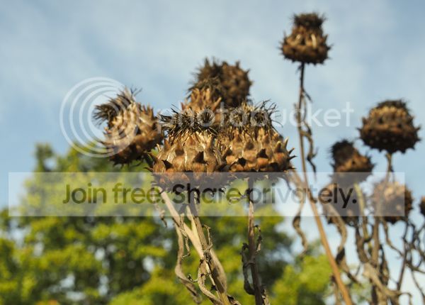 Thistles-small.jpg