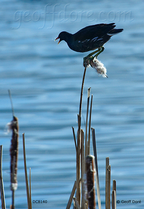 moorhen_on-reedmacevc_DC8140_800.jpg