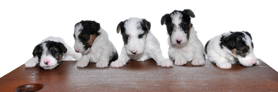 puppy_school_by_dazwpw-d5jarv8.jpg