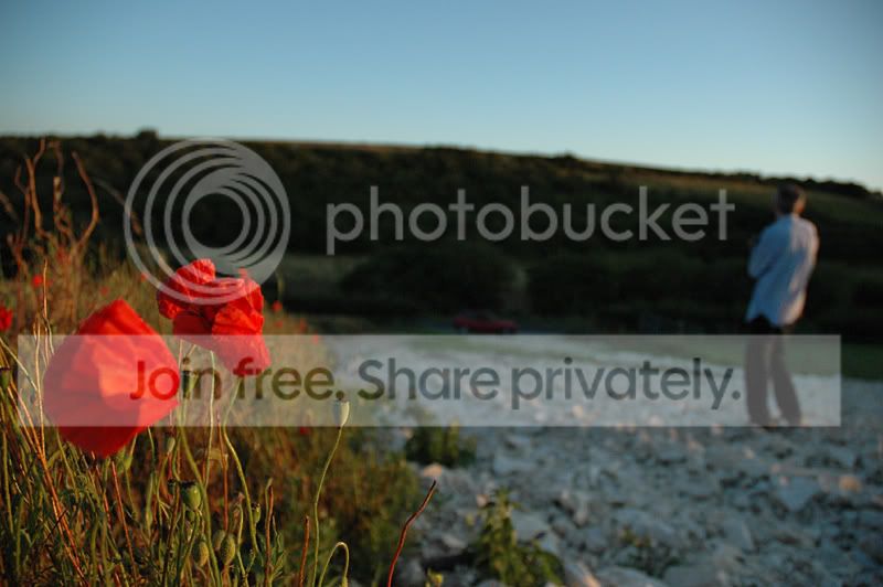 poppies-1.jpg