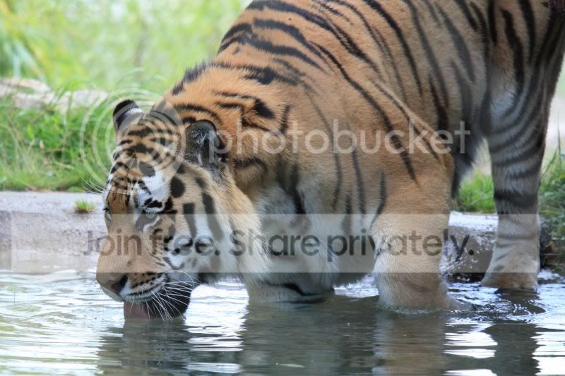 TigerDrinking.jpg
