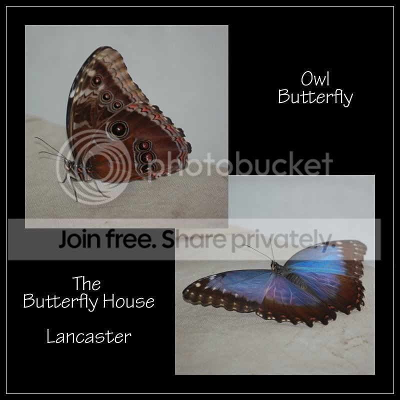 Butterflyimage.jpg