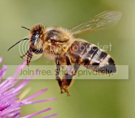 honeybee-full1.jpg