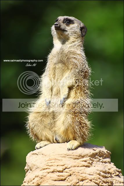 MeerkatPoser.jpg
