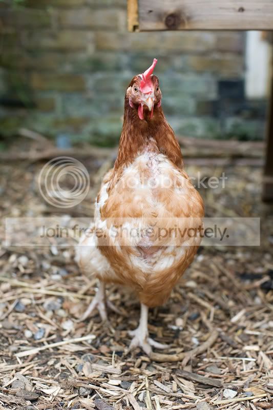 Chickens-5.jpg