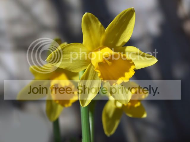Daffodil01-1.jpg