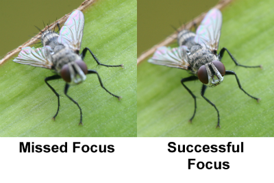 missed_focus.png
