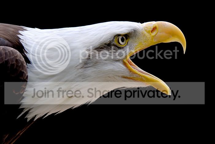 _D2N8657_bald_eagle.jpg