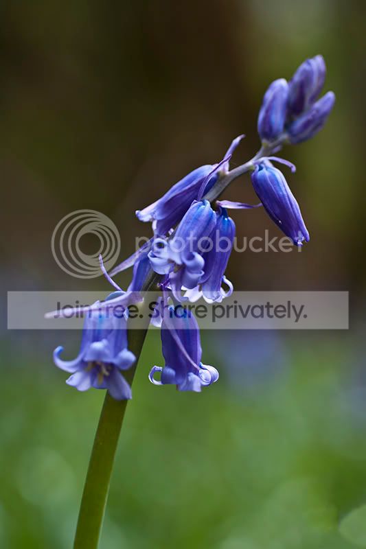 bluebells.jpg