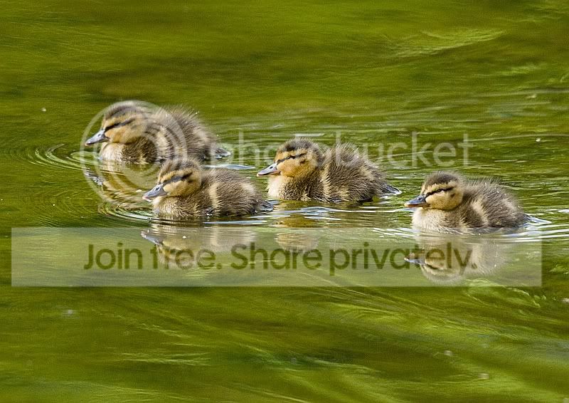 Ducklings.jpg