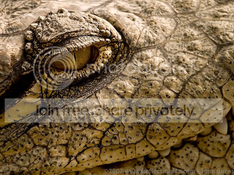 croc_close_john2.jpg