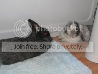 Rabbits004-1.jpg