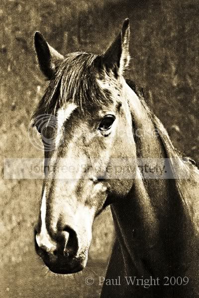 HorseGreyEdit.jpg