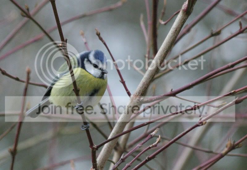 BlueTit.jpg