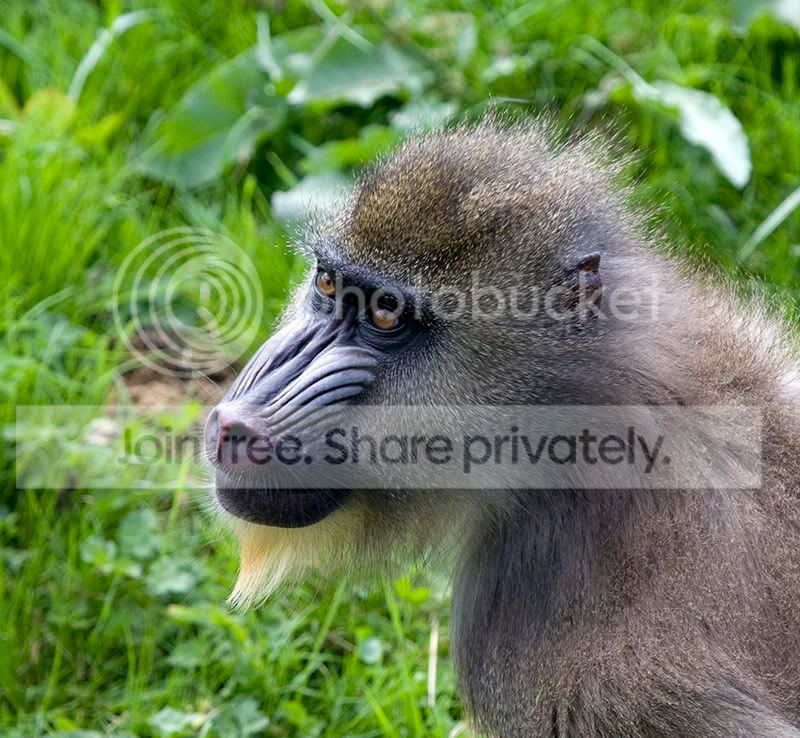 mandrill.jpg