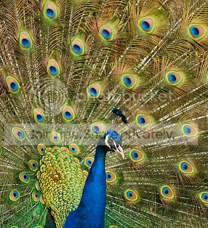peakcockfull.jpg