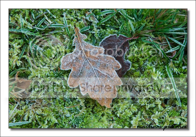 FrostyLeaves1Framed.jpg