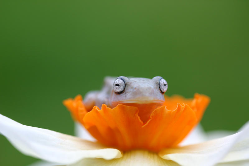 Flying_frog_on_Daffodil_by_AngiNelson.jpg