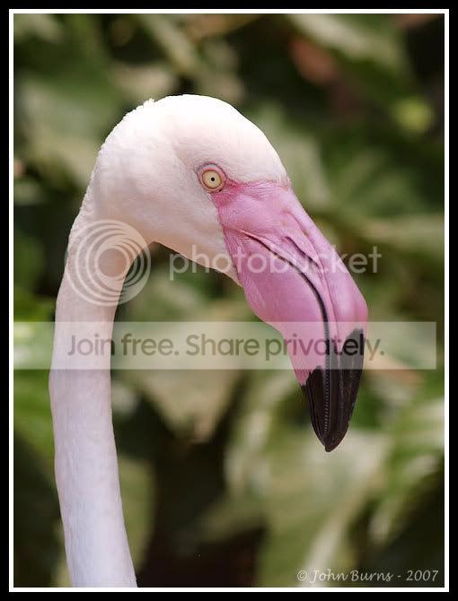flamingo.jpg