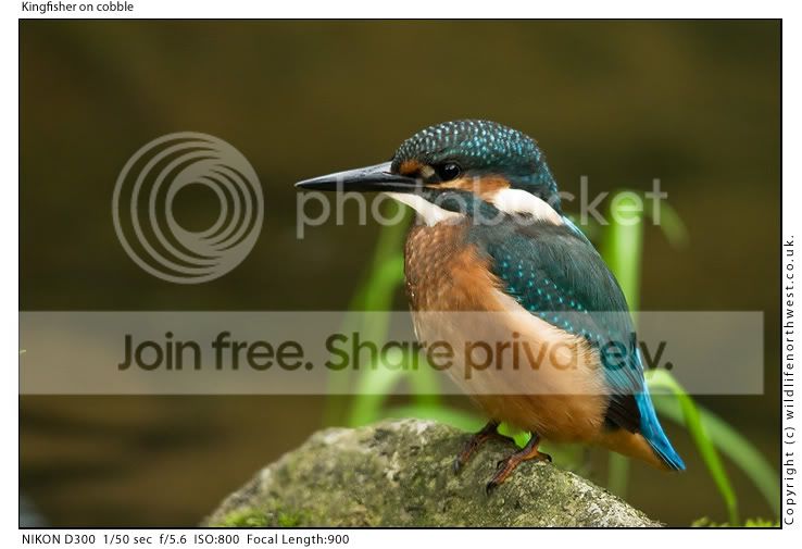 Kingfisheroncobble.jpg