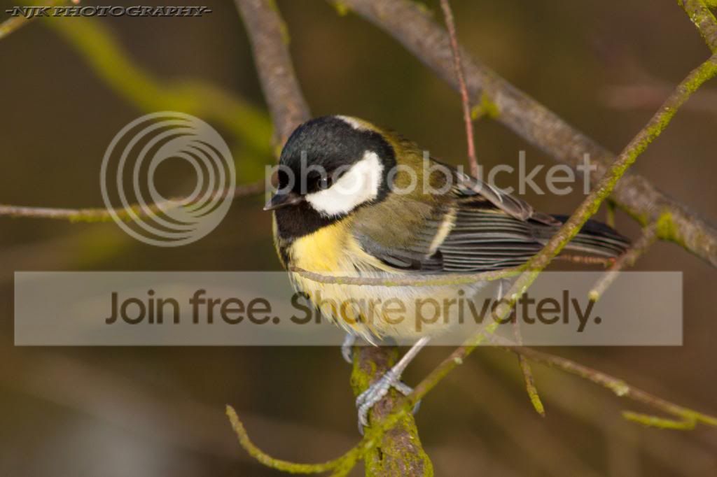 greytit_zpsfcbc328a.jpg