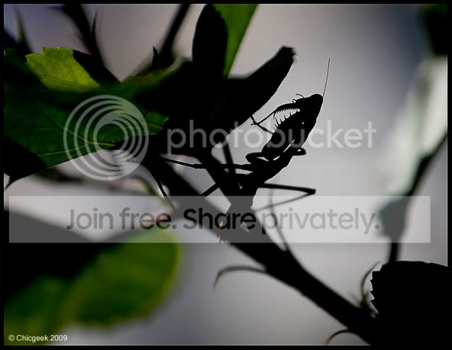 mantis2.jpg