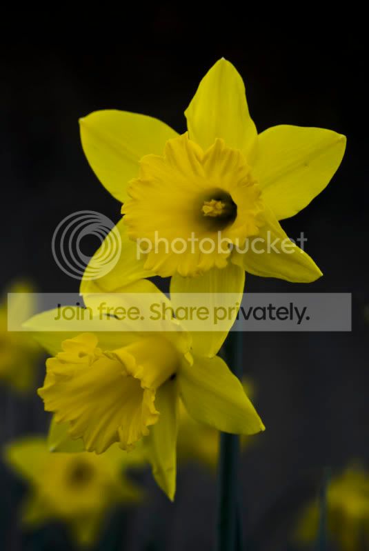 daffs.jpg