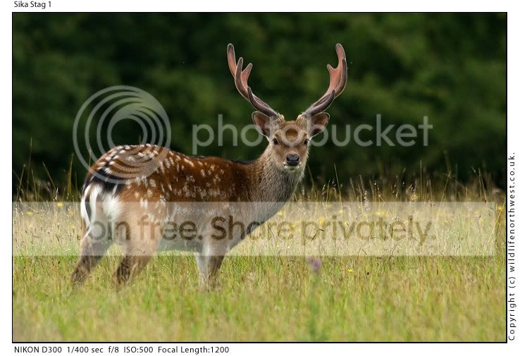 SikaStag1.jpg