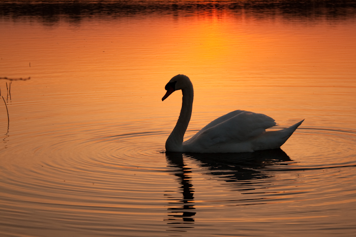 swan_sunset-1-2.jpg