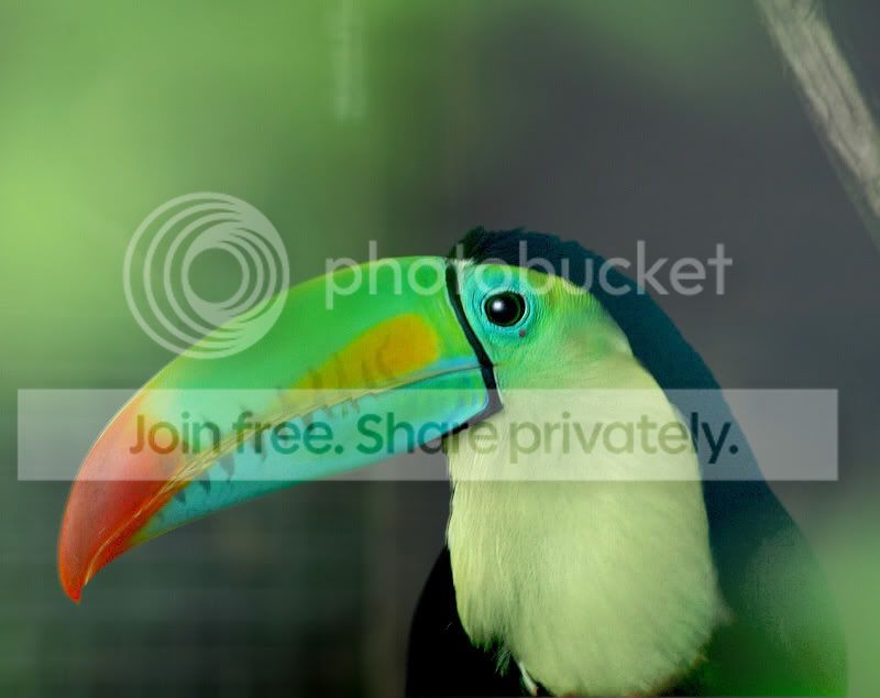 toucan.jpg
