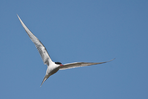 Tern_by_HairyToes.jpg