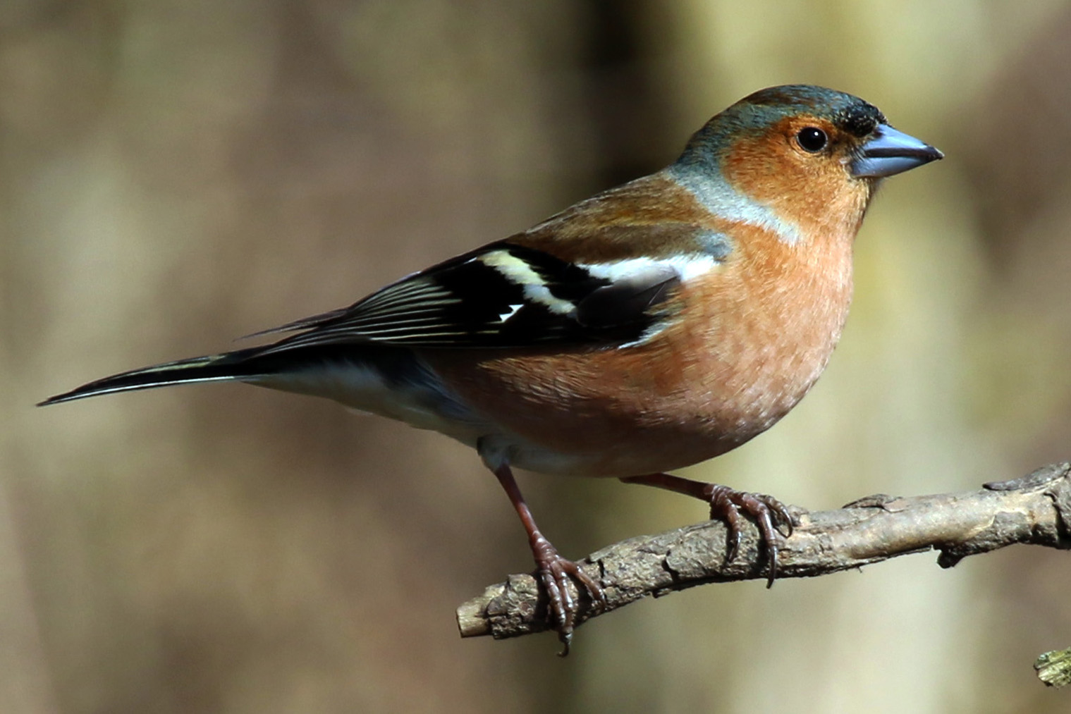 Chaffinch_%28fringilla_coelebs%29_m.jpg