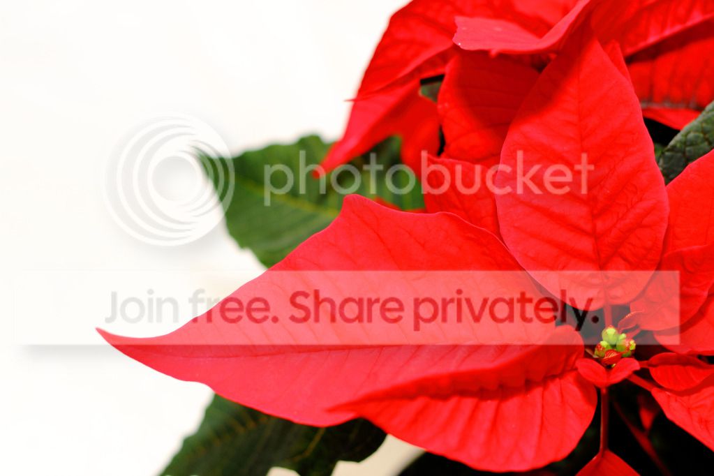 poinsettia-1.jpg