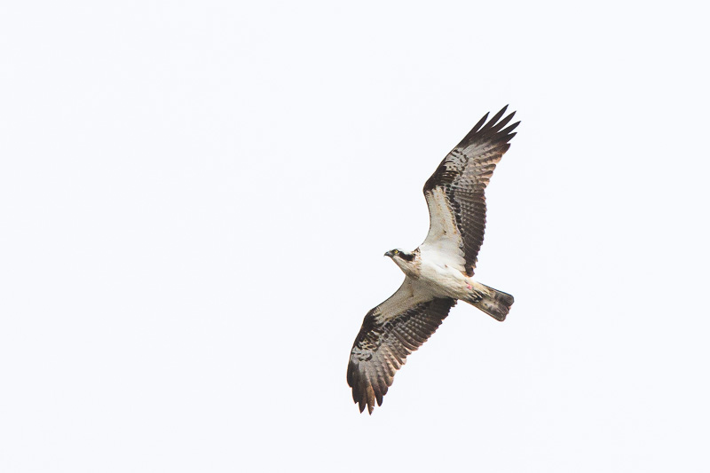Osprey.jpg