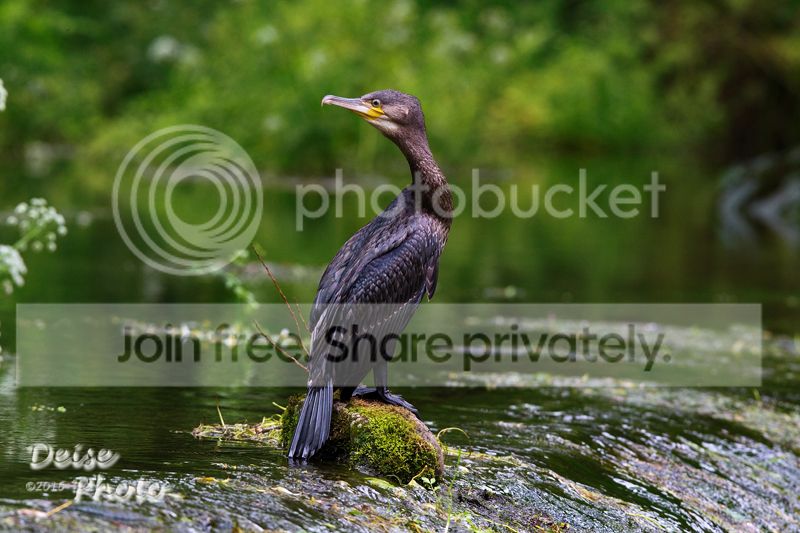 Cormorant_On_Guard_FB_zpsqfru7dqv.jpg