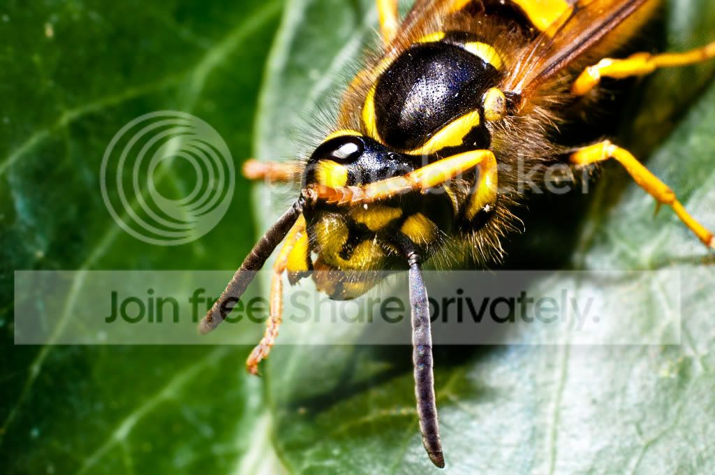 camerashywasp1of1.jpg
