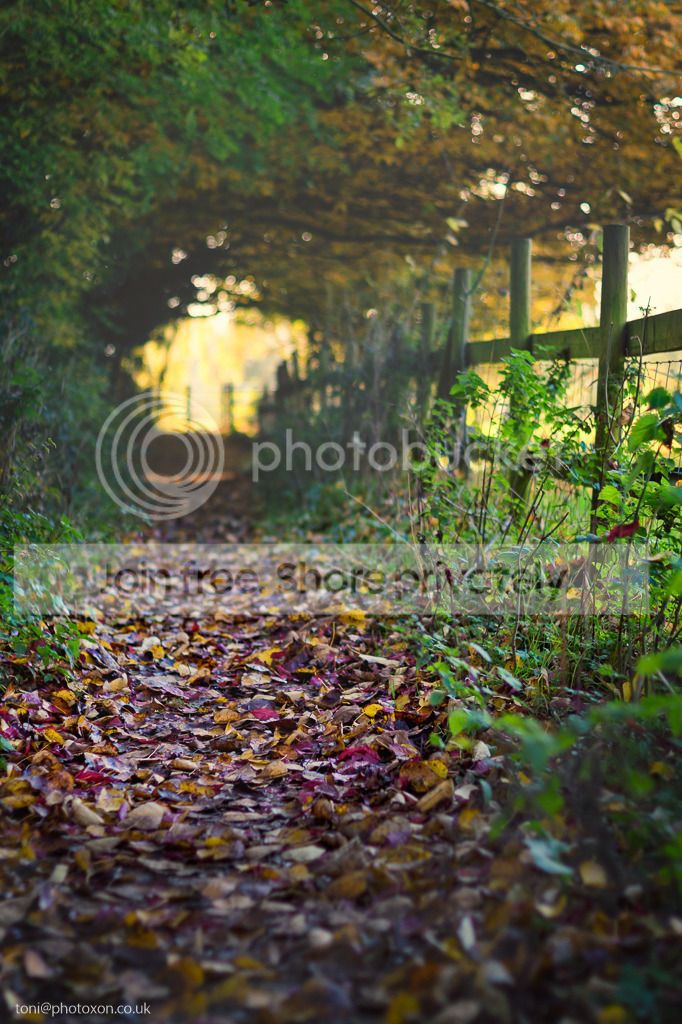 Autumn%20matte-2_zpscs5uwxjq.jpg~original