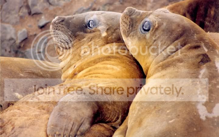 ElephantSealChix-SouthGeorgia.jpg