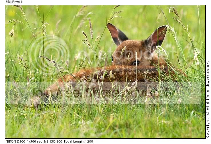SikaFawn1.jpg