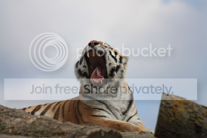 TigerYawning.jpg