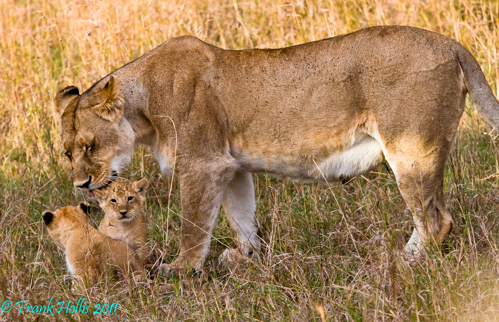Lion%20Cubs-1.jpg