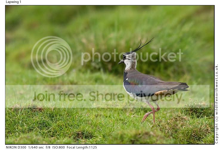 Lapwing1.jpg