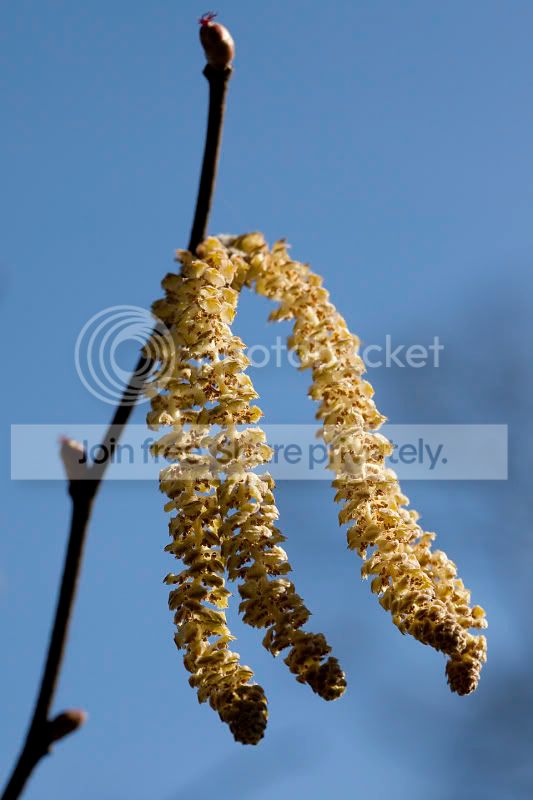 Catkins.jpg