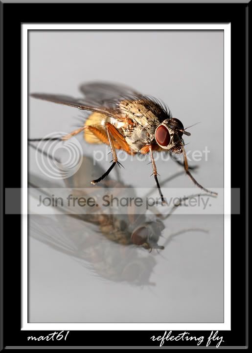 ReflectingFlyFarmed.jpg