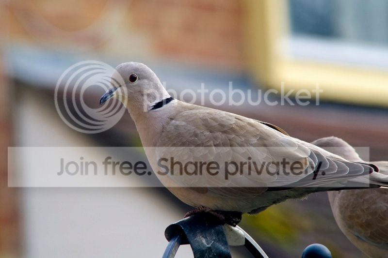 collareddove1_zps3a9e0b80.jpg