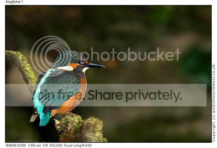 Kingfisher1.jpg