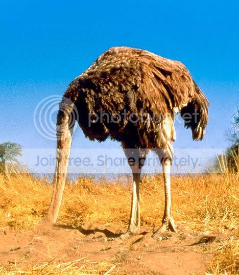 ostrich.jpg