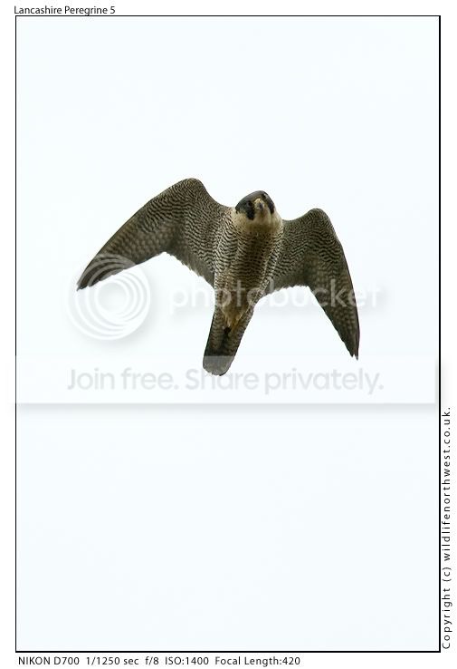 LancashirePeregrine5.jpg